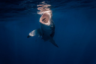 Really-great-white-sharks-I-photograph-sharks-in-a-hopefully-non-scary-way-__880