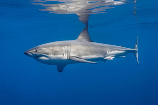 Really-great-white-sharks-I-photograph-the-species-in-a-hopefully-non-scary-way-12__880