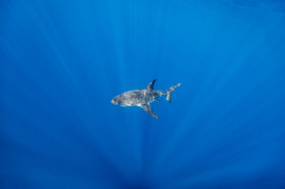 Really-great-white-sharks-I-photograph-the-species-in-a-hopefully-non-scary-way-14__880
