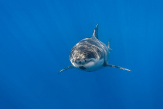 Really-great-white-sharks-I-photograph-the-species-in-a-hopefully-non-scary-way-17__880