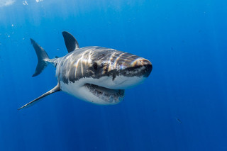 Really-great-white-sharks-I-photograph-the-species-in-a-hopefully-non-scary-way-1__880