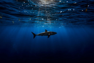 Really-great-white-sharks-I-photograph-the-species-in-a-hopefully-non-scary-way-2__880