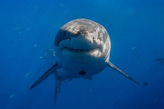 Really-great-white-sharks-I-photograph-the-species-in-a-hopefully-non-scary-way-4__880