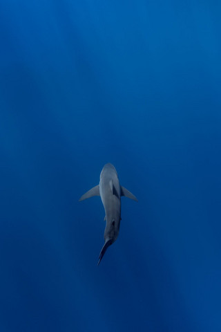 Really-great-white-sharks-I-photograph-the-species-in-a-hopefully-non-scary-way-5__880