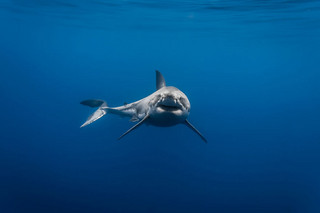 Really-great-white-sharks-I-photograph-the-species-in-a-hopefully-non-scary-way-6__880