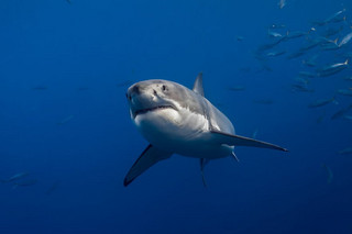 Really-great-white-sharks-I-photograph-the-species-in-a-hopefully-non-scary-way-8__880
