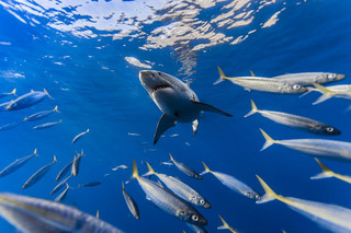 Really-great-white-sharks-I-photograph-the-species-in-a-hopefully-non-scary-way-9__880