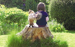 auttasjcat7