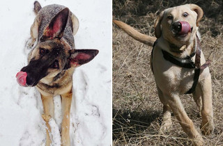 dogs01