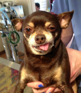 dogs02
