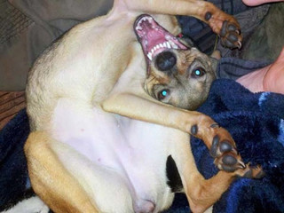 dogs06