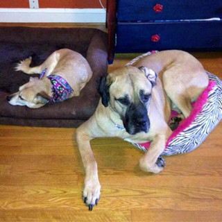 dogs1