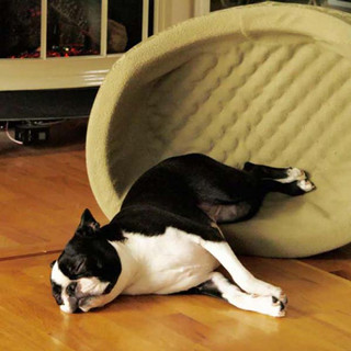 dogs4