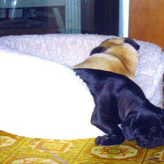 dogs6