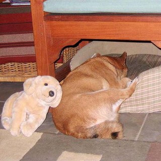 dogs8