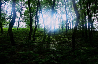 forest04
