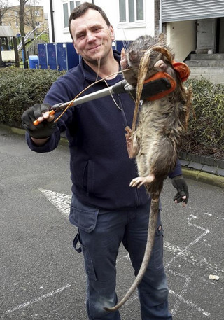 rat