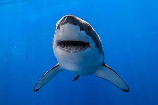 really-great-white-sharks-i-photograph-the-species-in-a-hopefully-non-scary-way__880