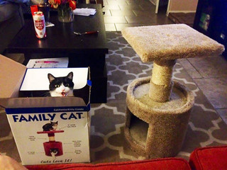 reasons_why_it_is_useless_to_buy_any_gifts_for_cats_640_16