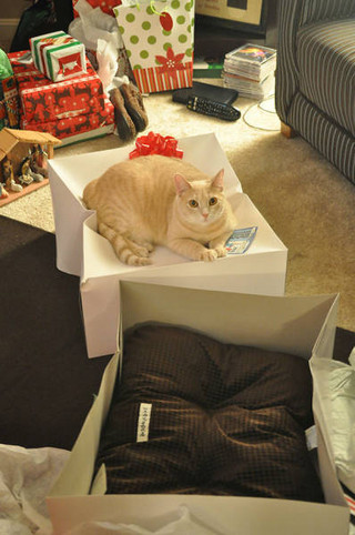 reasons_why_it_is_useless_to_buy_any_gifts_for_cats_640_20