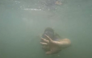 shark3