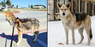 transformations_of_animals_after_they_were_adopted_640_05