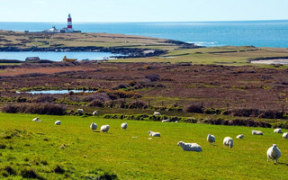 Bardsey11