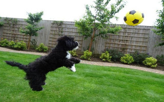 Ronaldog-1