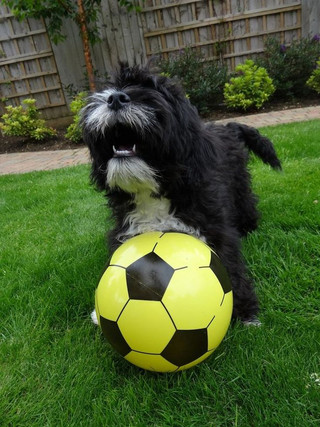 Ronaldog-2