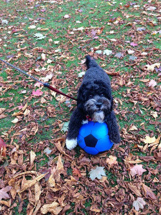 Ronaldog