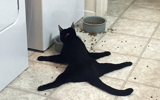 cat1