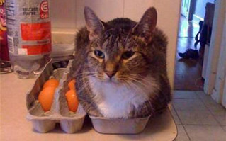 cat11