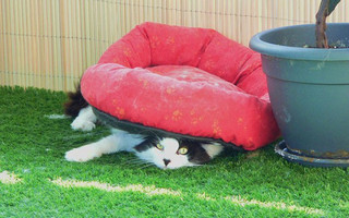 cat2