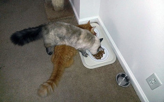 cat7