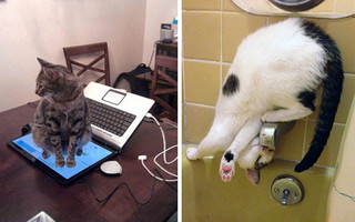 cat8