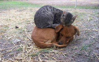 cat9
