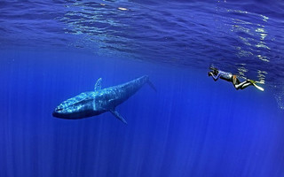 Η απροσδόκητη χάρη της γαλάζιας φάλαινας
