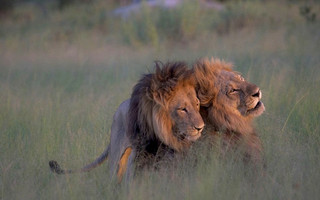 lions1