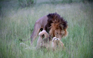 lions4