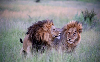 lions5