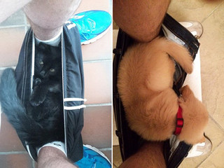 pets10