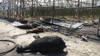 pirkagia-ierapetra-katastrofes-8 pirkagia-ierapetra-katastrofes-8