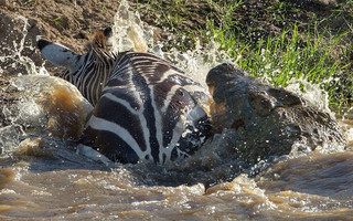 zebrakorkrasd3