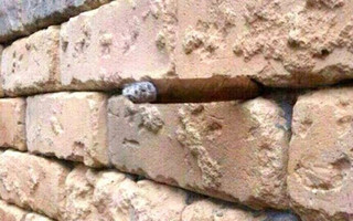 Brick-wall-illusion-1