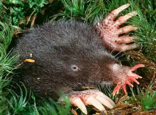 Star-Nosed-Mole