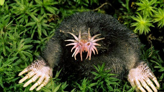 Star-Nosed-Mole1