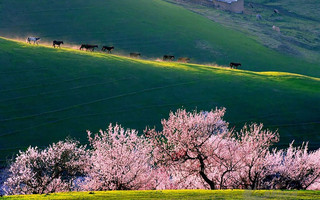 apricot-valley-7