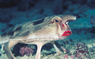 batfish