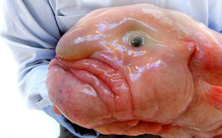 blobfish