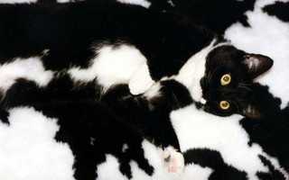 catmouflage01
